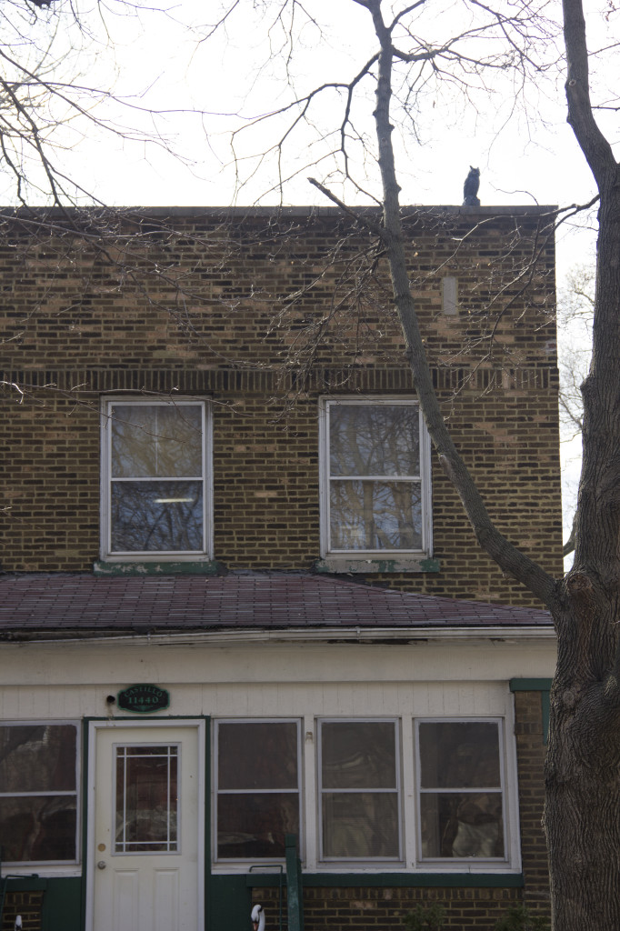 roof owl